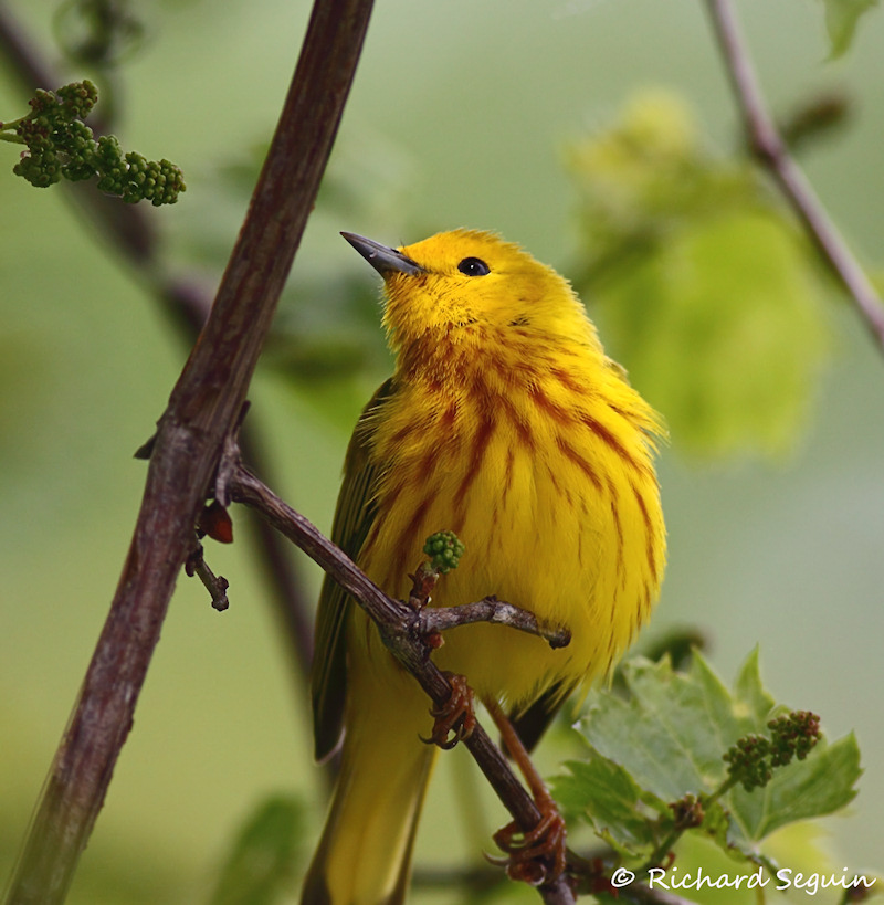 yellow_warbler_by_purple007.jpg