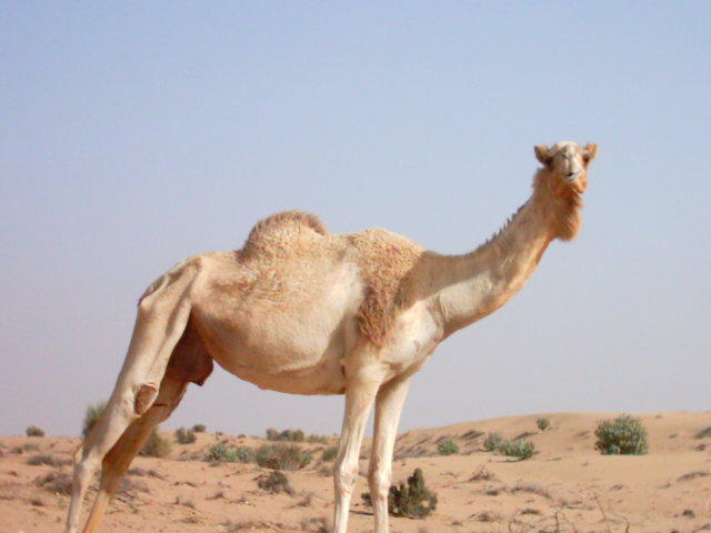 camel_by_bungies.jpg