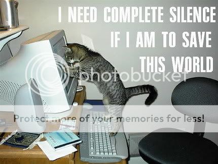 funny_cat_pictures_pc_3.jpg