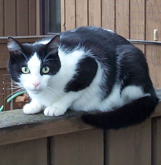 Black_white_cat_on_fence.jpg