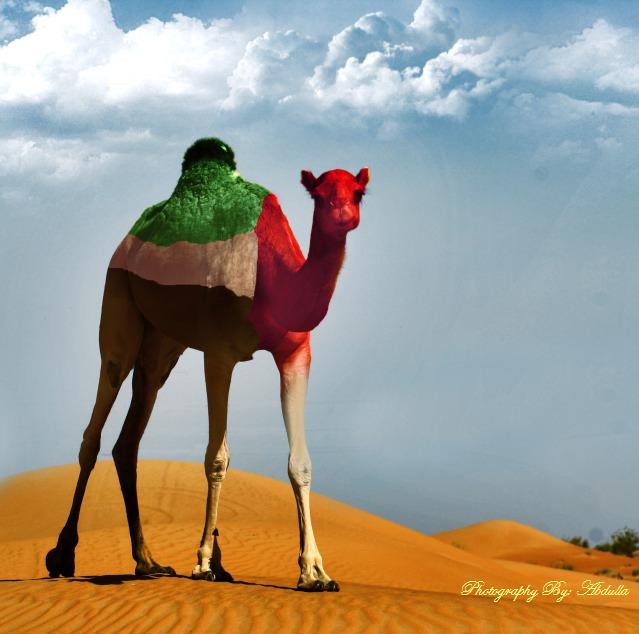 UAE_Camel_by_thephotoartist.jpg