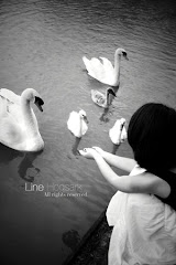 Swans__by_Sweet_October.jpg